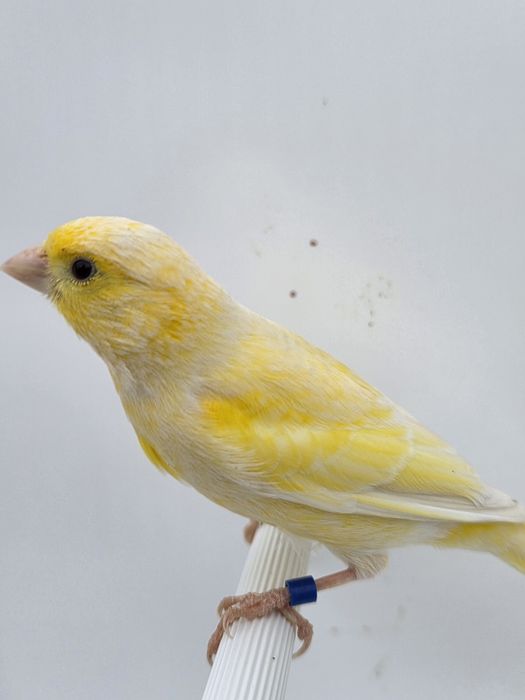 Kanarek,samice,2025r,kanarki,miniatura hiszpańska