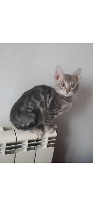 Продам блакитну бенгальску кицю.