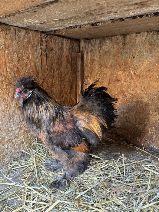 Sprzedam koguty rasy silka