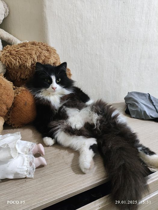 Пропал кот под именем Мартин если увидите сообщите пожалуйста