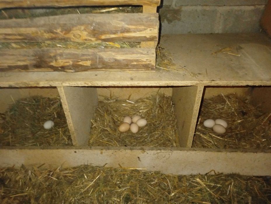 Jajka wiejskie Prima Sort z wolnego wybiegu :) Zapraszam