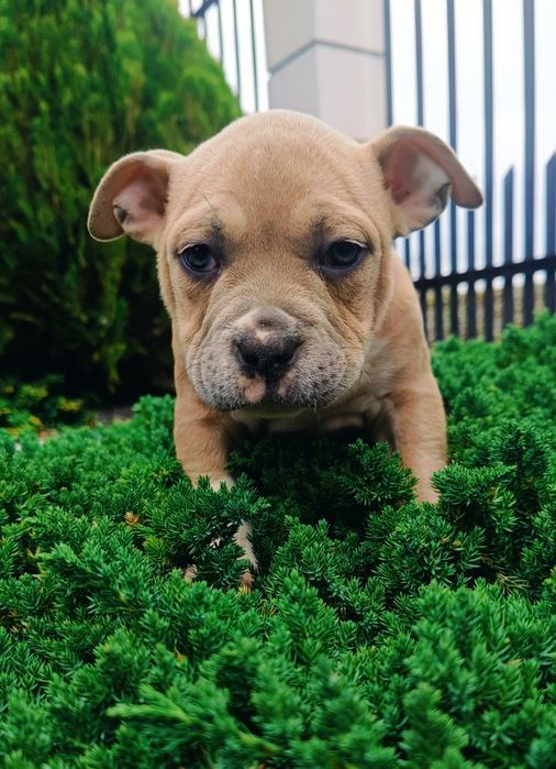 American bully tylko dziś taka cena