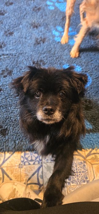 Do adopcji malutki piesek