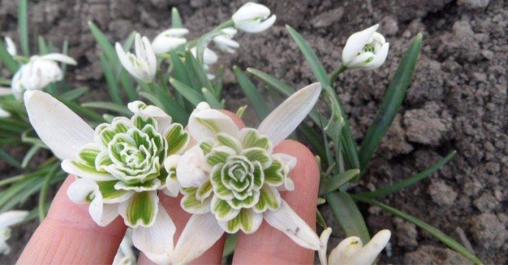 Голландський  махровий під сніжник Flore Pleno