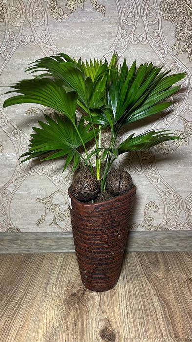 Пальма Лівістона  / Livistona ( в керамічних горщиках)