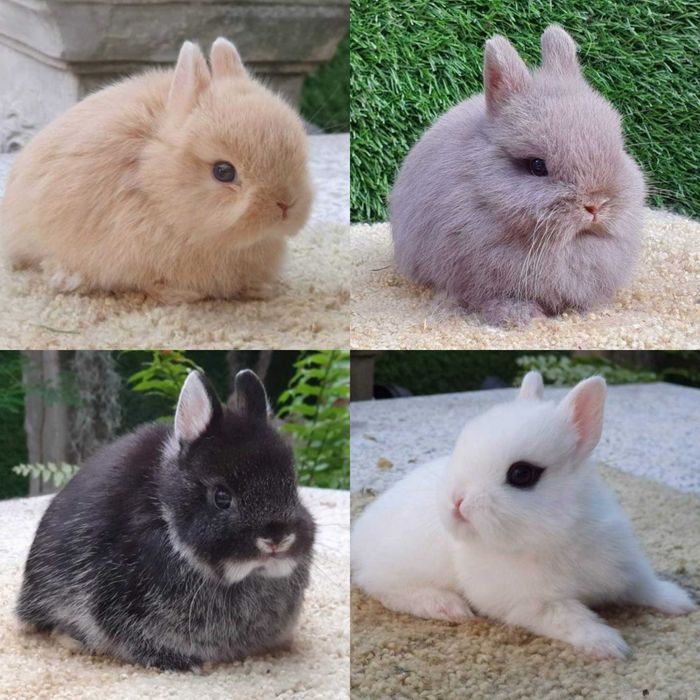 KIT completo Coelhos anões mini holandês e minitoy super meigos