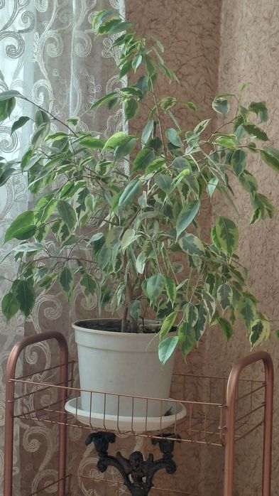 Фикус Бенджамина