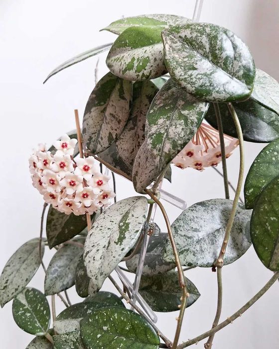 Хойя Wilbur Graves