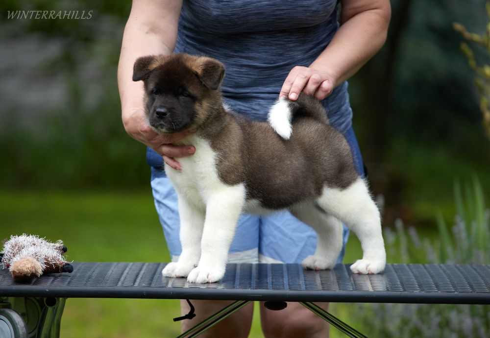Неймовірні ведмедики ~ Американська Акіта ! Американская Акита КСУ