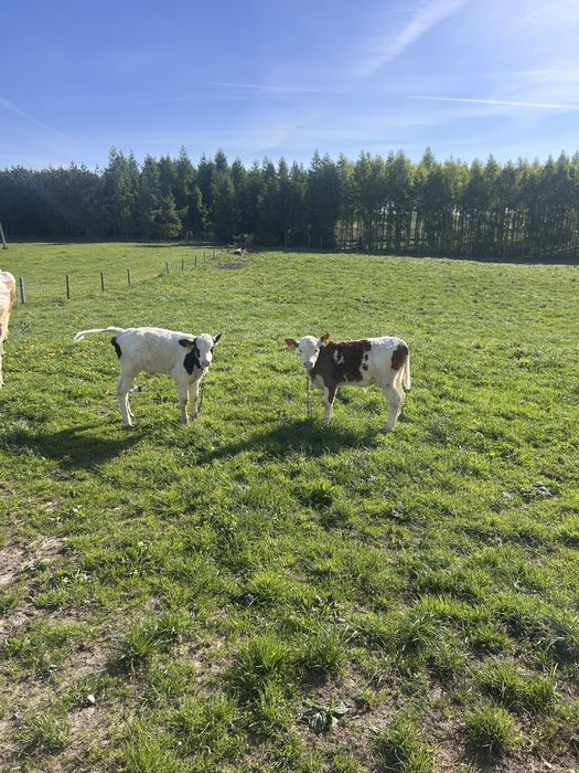 Sprzedam odsadki byczki