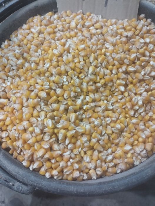 Продам пшеницу кукуруза ячмень