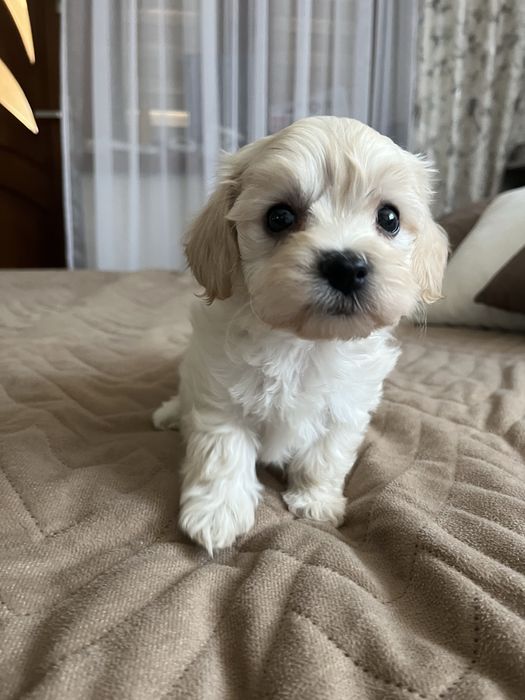 Piesek maltipoo gotowy do odbioru