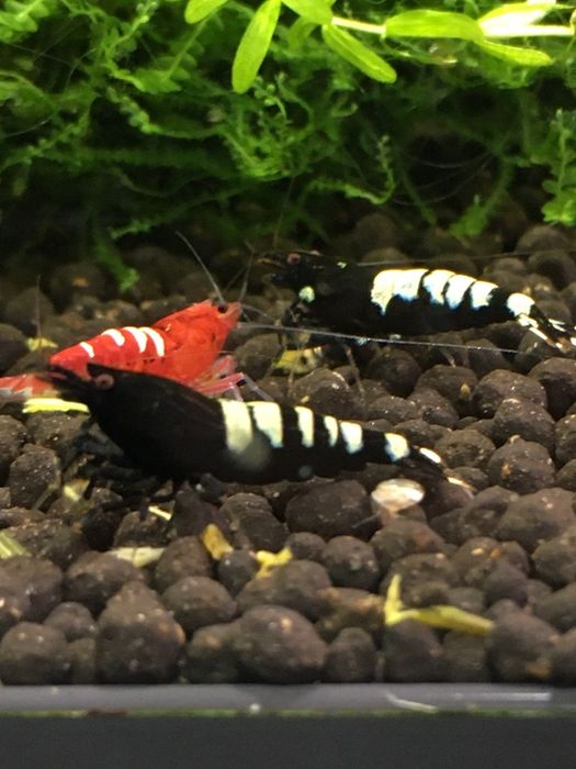 Krewetki pinto zebra