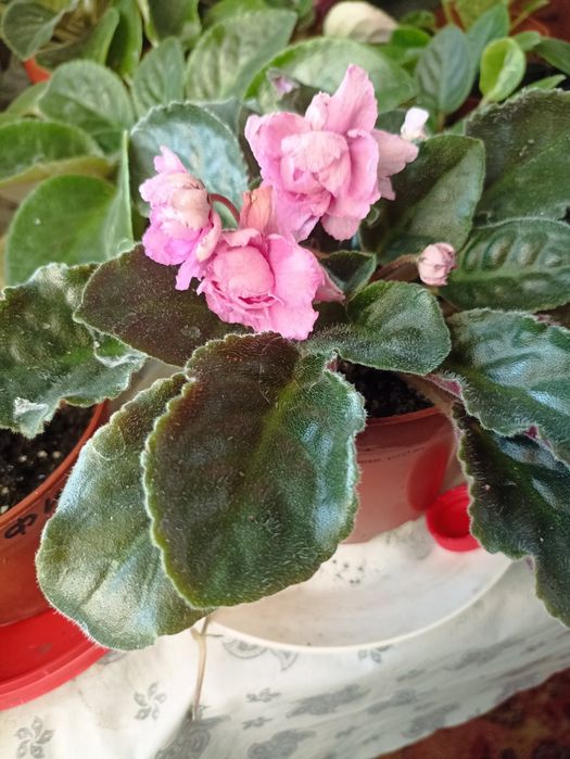 Продам фіалки, фиалки.