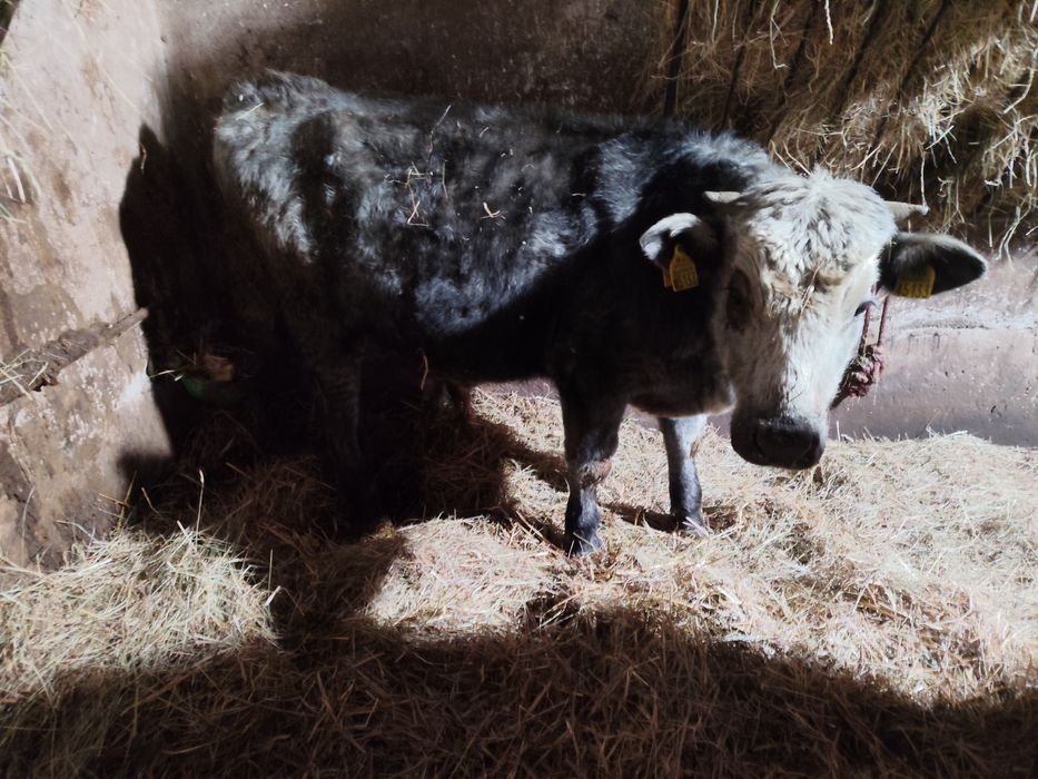 byczki odsadki 270 kg