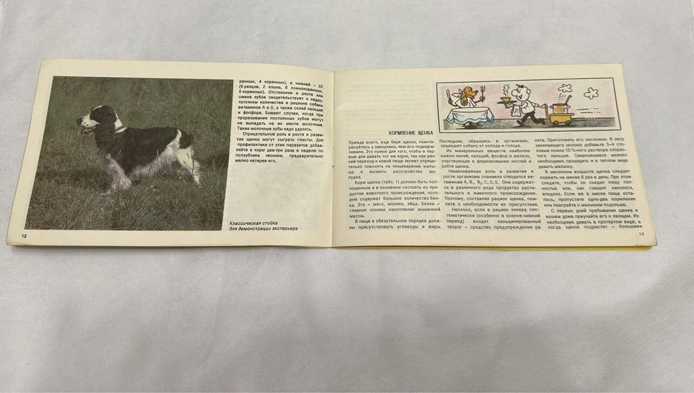 Английский кокер-спаниель Пасик 1992