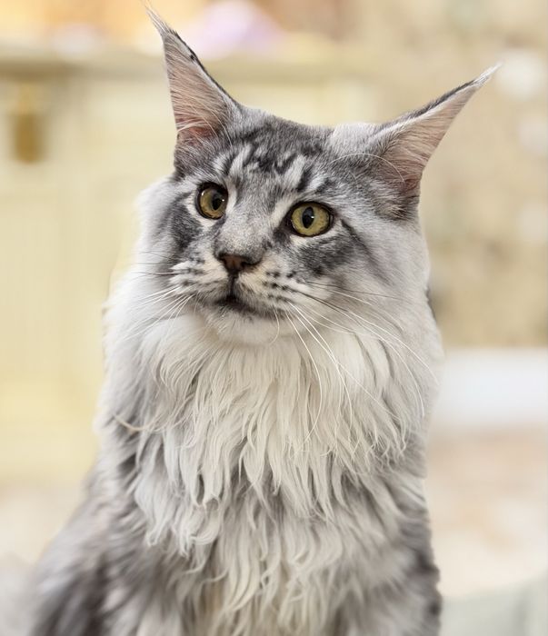 Мейн Кун - раскошный гиганский котенок