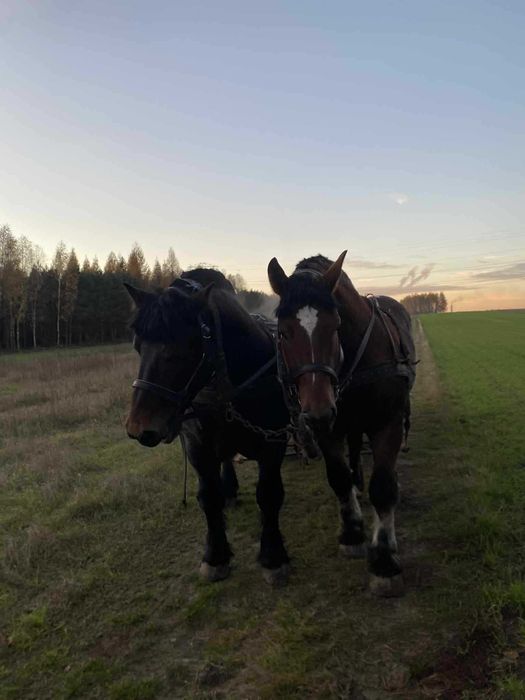 Sprzedam ogierka arden polski