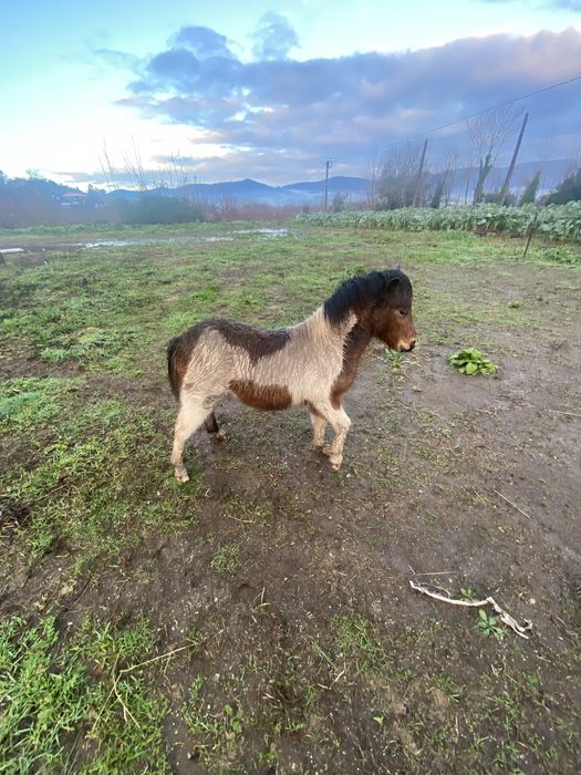 Ponei prenha + macho + charrete