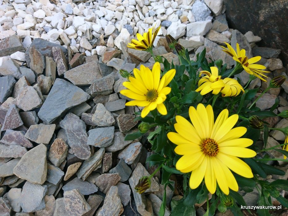 Kora łupkowa łupek szarogłazowy- rabatki, gabiony
