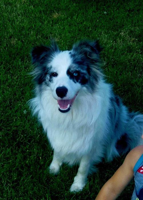 border collie blue merle FCI do dogoterapii