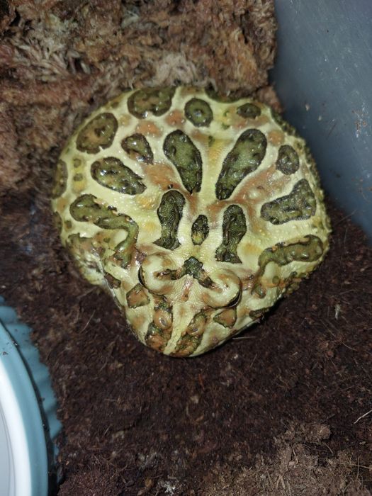 Żaba rogata podrostek