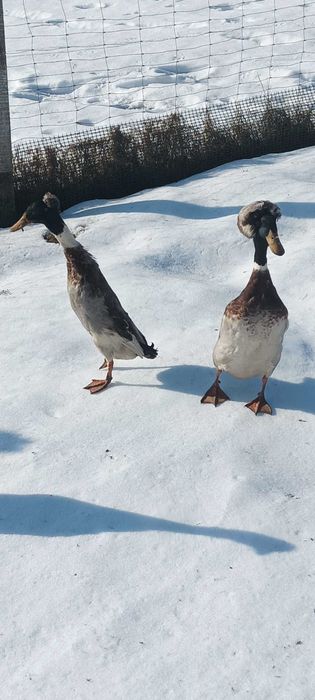 Biegusy indyjskie czubate