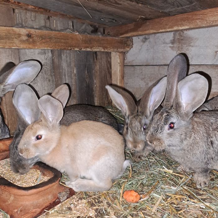 Samiec rex i młode mieszańce