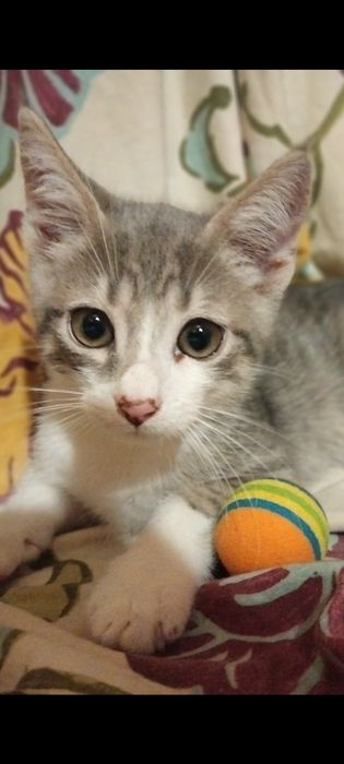 Замечательные котята в замечательные руки, сердца и семьи!!!