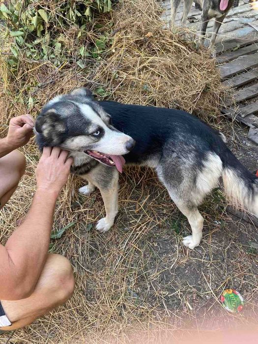 Віддам собаку ( Веслоухий хаскі) в гарні руки. Розумн грайливий.