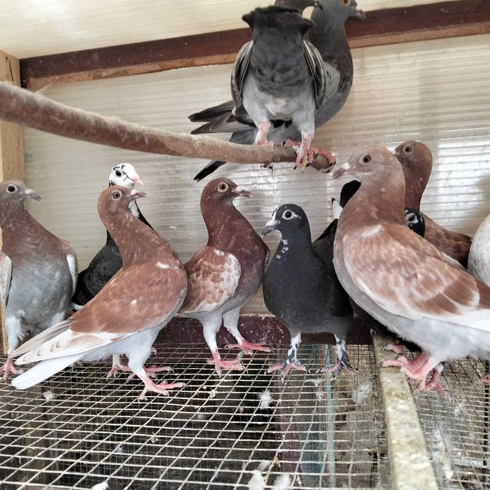 Pombos de várias cores