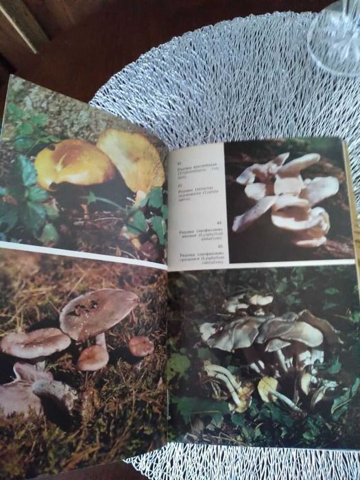 Справочник миколога и грибника "Грибы"
