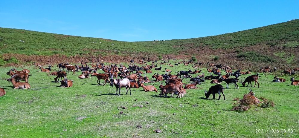Vendo 60 cabras bravias