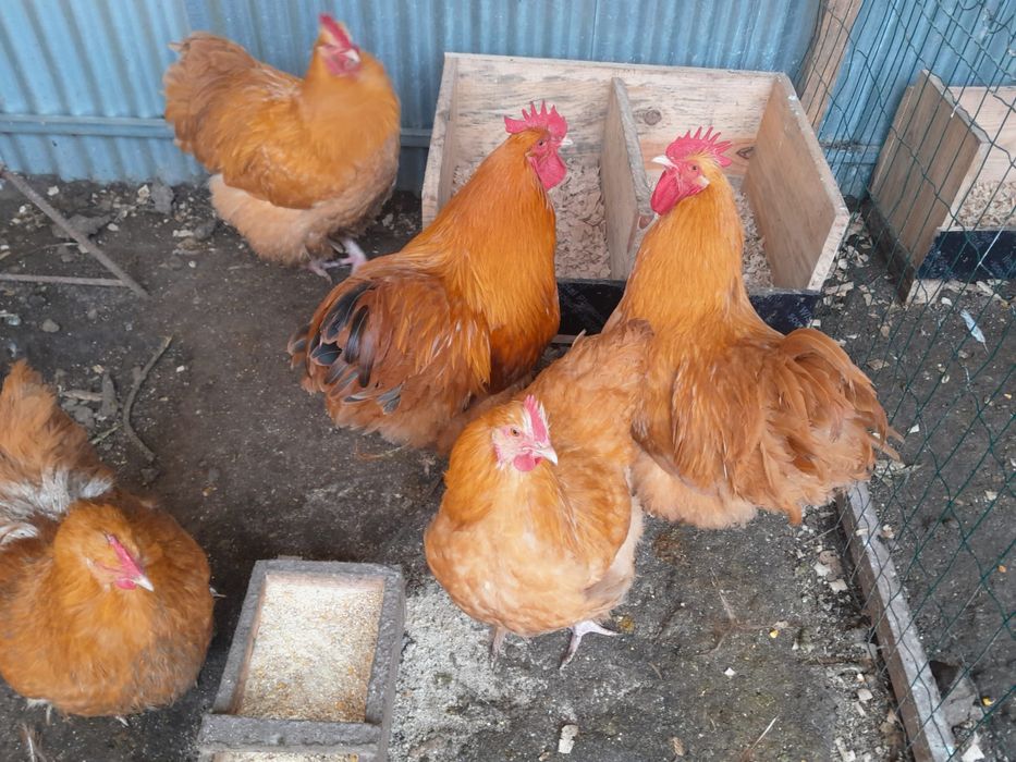 Galo orpington apenas 1