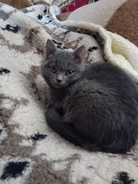 Британська короткошерста