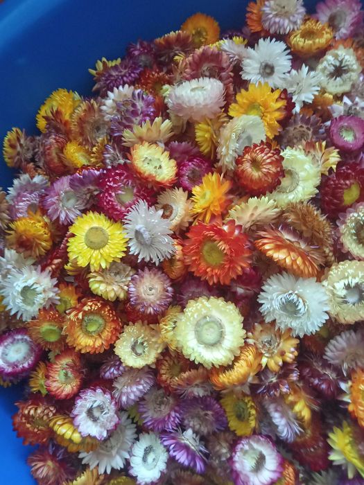 Маю на продаж геліхризум