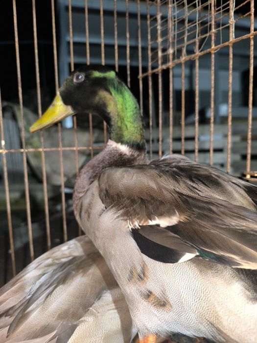 Ovos de pato para chocar