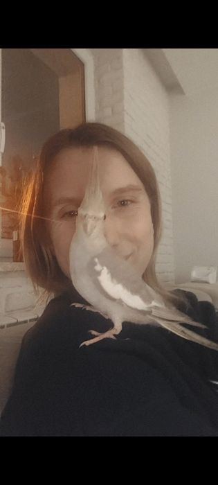 Papużka nimfa oswojona+ klatka