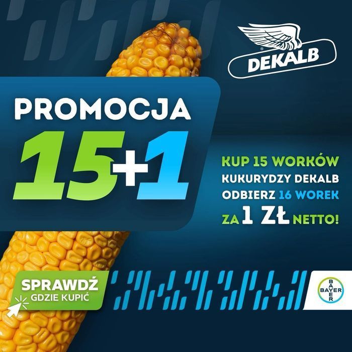 Nasiona Kukurydzy DEKALB DKC 3888, DKC 3595,  DKC 4125, DKC 3201