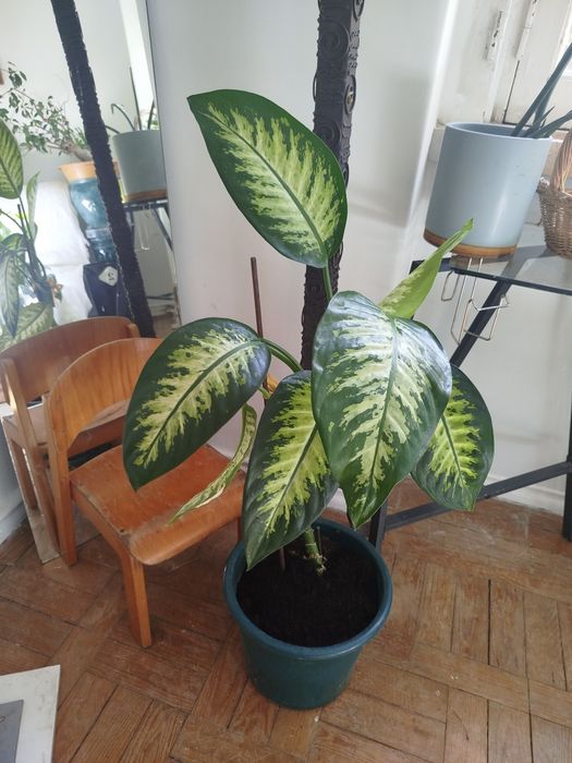 Comigo ninguém pode planta natural
