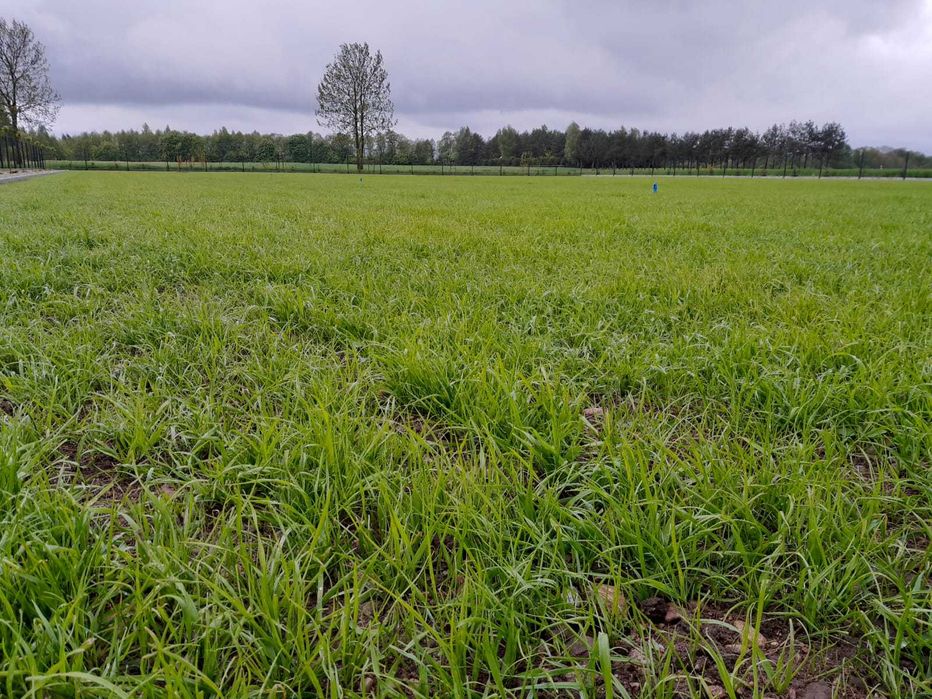Zakładanie trawników sianie trawy niwelacja terenu