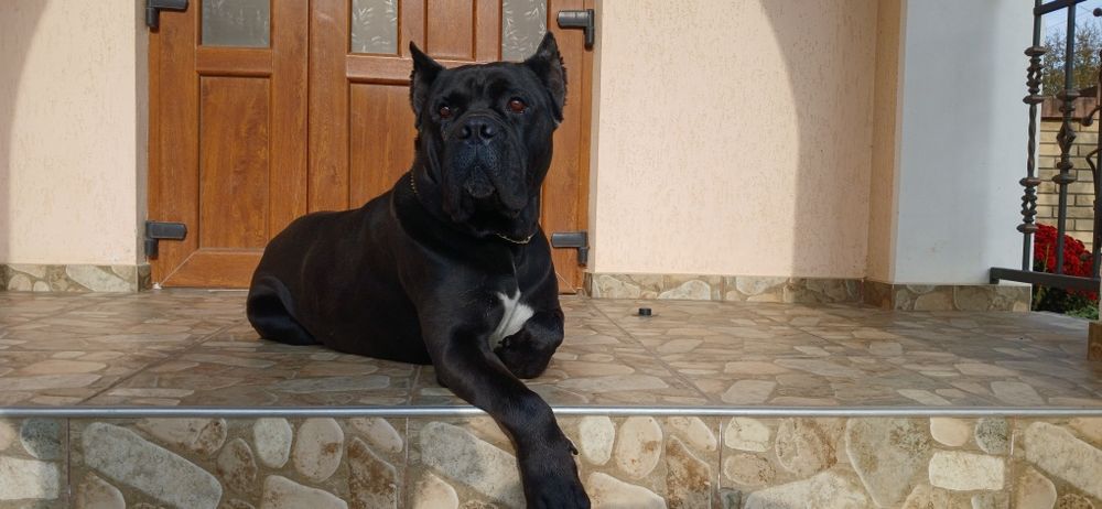 Вязка Кане-корсо