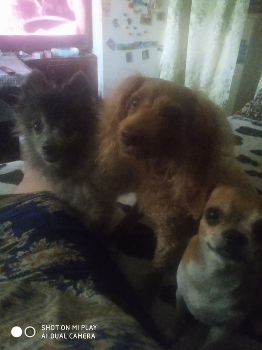 Передержка собачек и кошек