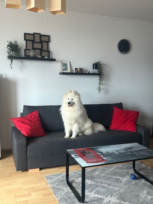 Młody pies do oddania