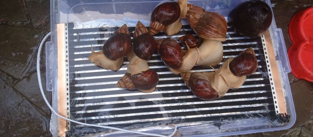 Выведу улиток на заказ