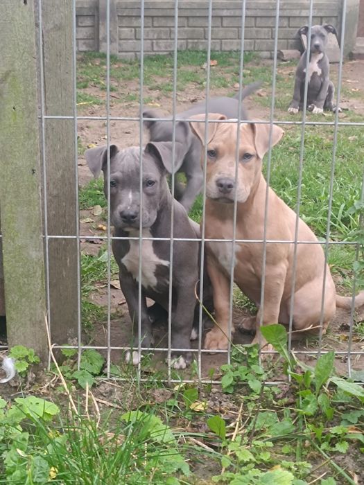 Amstaff, amstaf, American Staffordshire Terrier