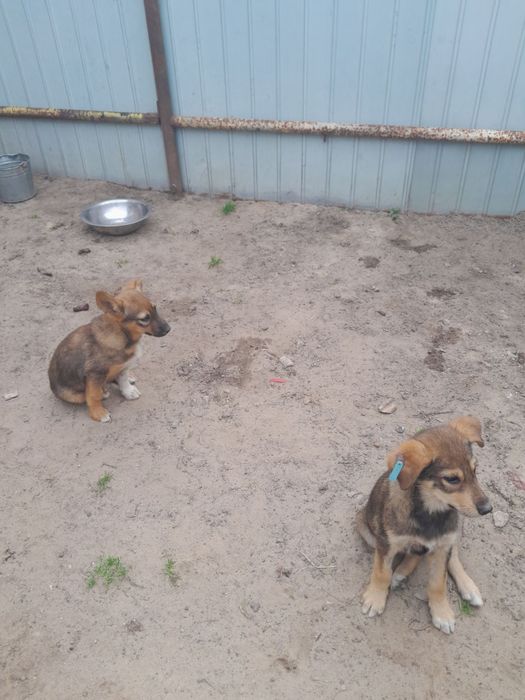 Цуцики в добрі руки