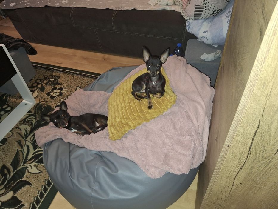 Lola  ratlerek miniaturka