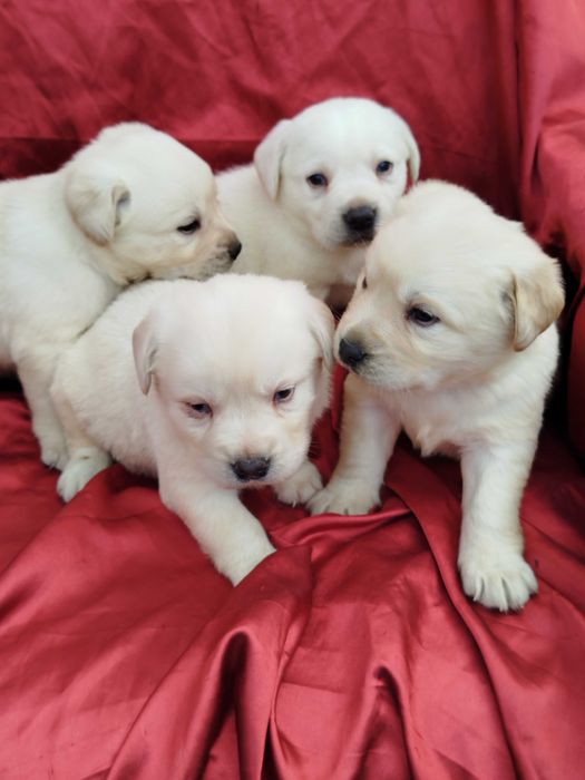 Labrador Retriever piesek tel.-5.7.5.3.0.2.0.3.9.