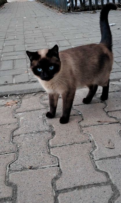 Кошенята  шукають родину